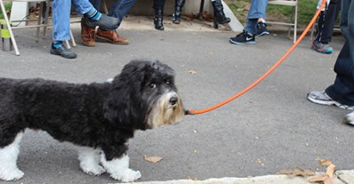 The search for a LoMo Spokesdog is ON!