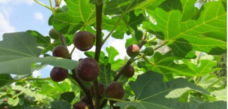 figs